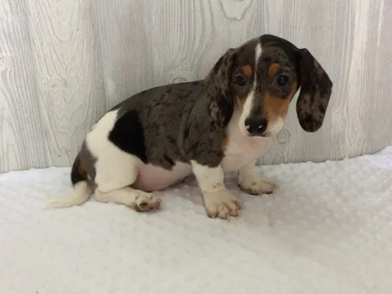 Dachshund babies for sale call or text 