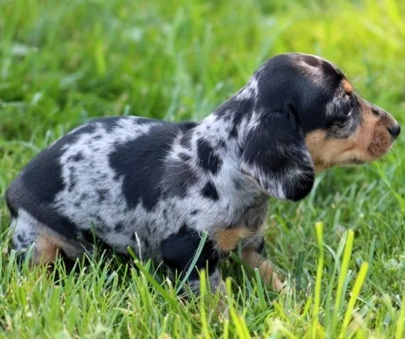 Dachshunds puppies