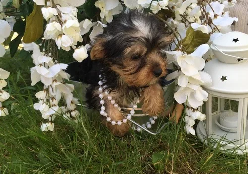 Y0rkie puppies available