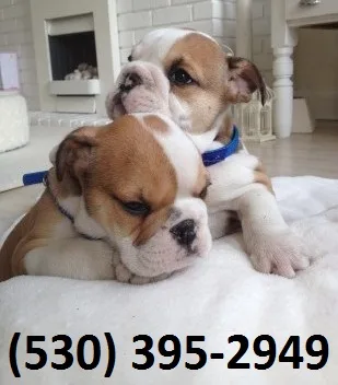 Azqwer quality english bulldogs puppies