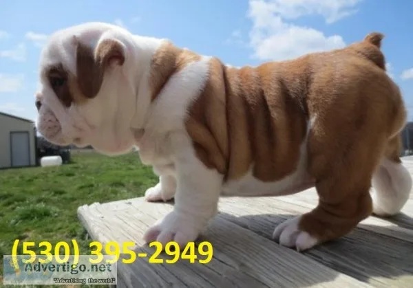 Njikol quality english bulldogs puppies