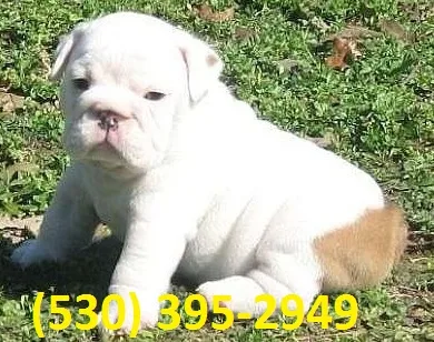 Azasqw purebred english bulldog puppies