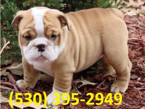 Zxca affordable english bulldog puppies