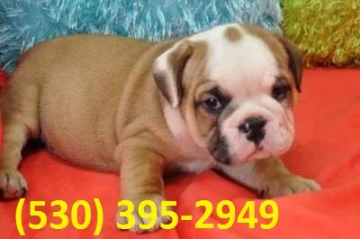 Qwea affordable english bulldog puppies