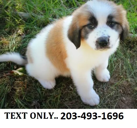 Hhhhelpful saint bernard pups ready now 