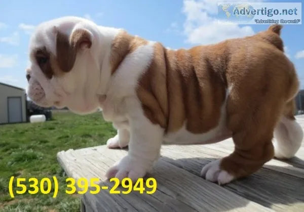 Ghyuiop healthy english bulldog puppies