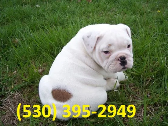Bvnm affordable english bulldog puppies