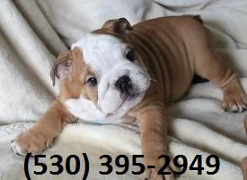 Fgfd affordable english bulldog puppies
