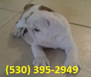 Jmkl affordable english bulldog puppies