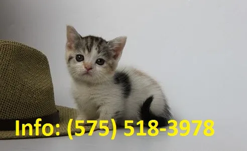 Edjrn munchkin kittens for sale 