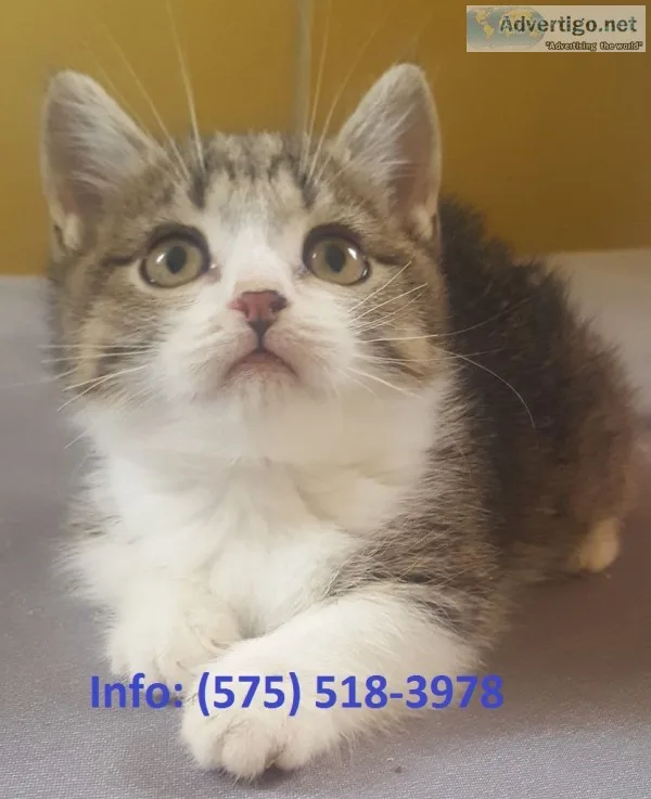 Ebhyh munchkin kittens for sale 