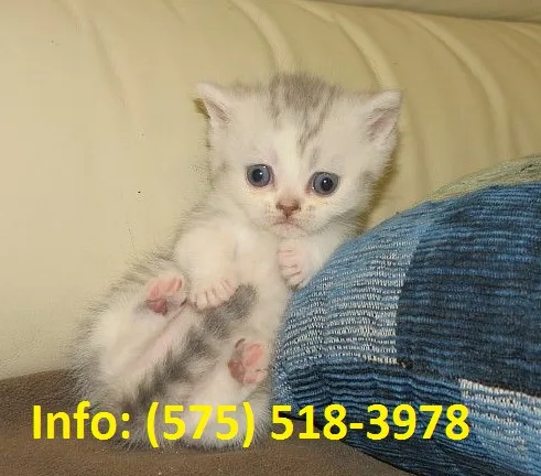 Jmrn munchkin kittens for sale 