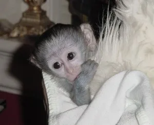 Male & female capuchin monkey s availabl