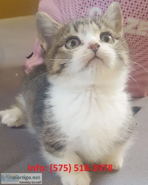 Brdlh munchkin kittens for sale 