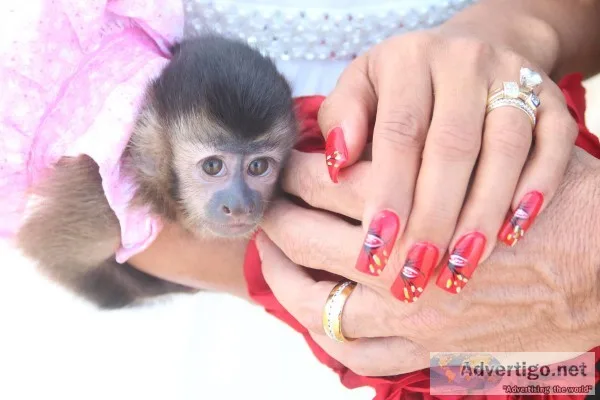 Marmoset and capuchin monkeys for sale 