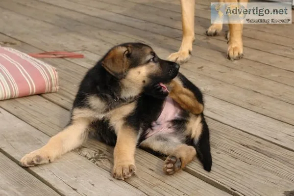 Top german shepherd 