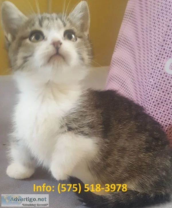Undbv munchkin kittens for sale