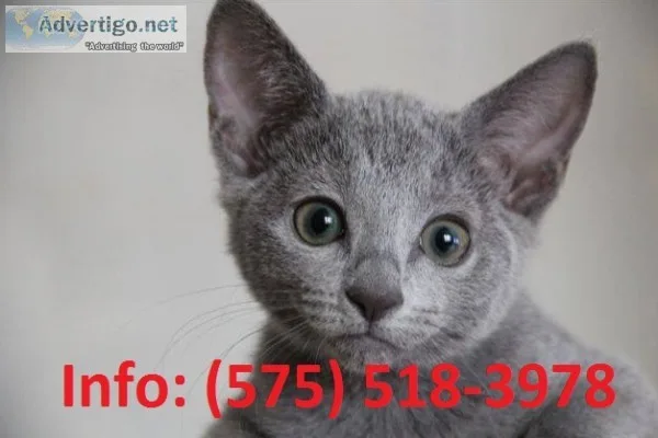 Whdhf russian blue kittens for sale 