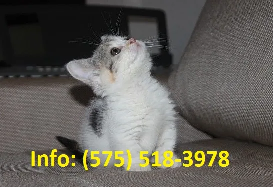Mwndh munchkin kittens for sale 