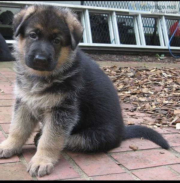 German shepherd puppies boys and girls 