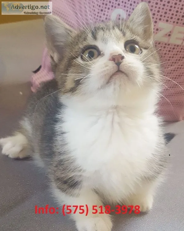 Nmdoj munchkin kittens for sale 