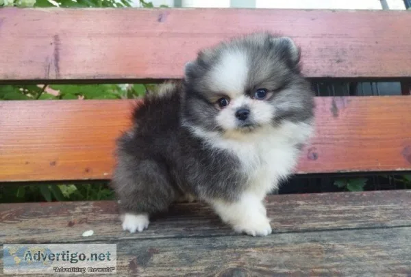 Registered merle puppy boy pomeranian