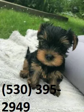 Aqwui beautiful yorkie puppies available