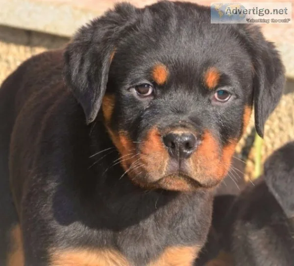Sovereign rottweiler puppies for sale