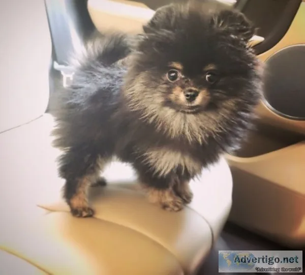 Registered merle puppy boy pomeranian