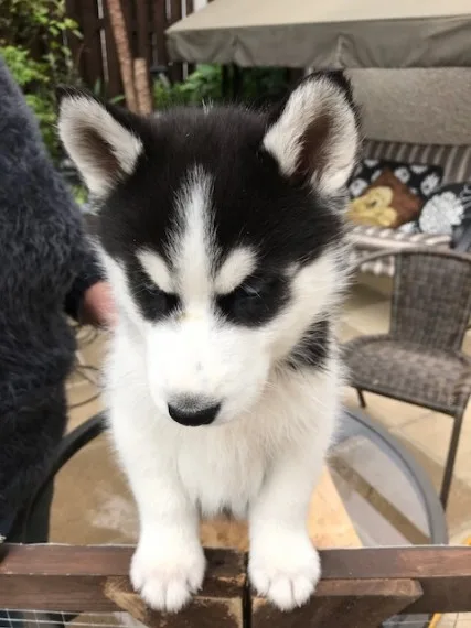 Exquisite siberian husky puppies