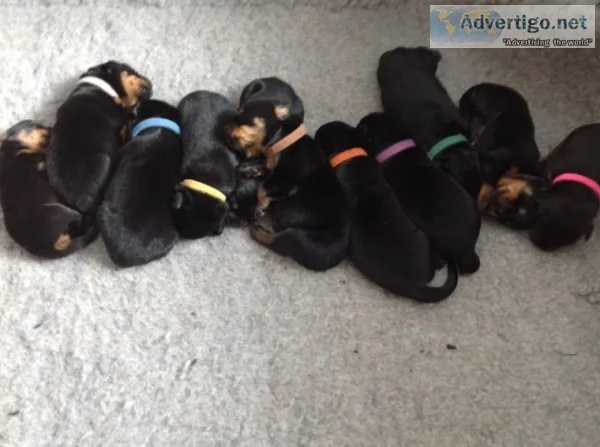 Sovereign rottweiler puppies for sale
