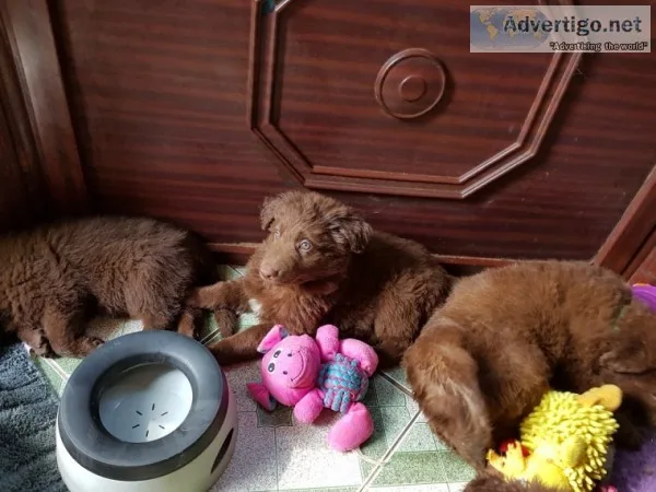 Stunning gsdxdutch shepard female puppy 