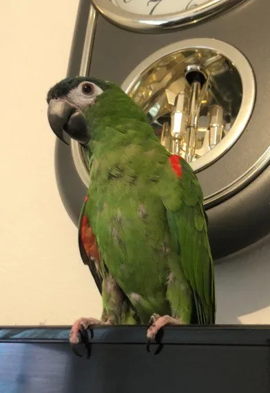 Blue and gold macaw tame