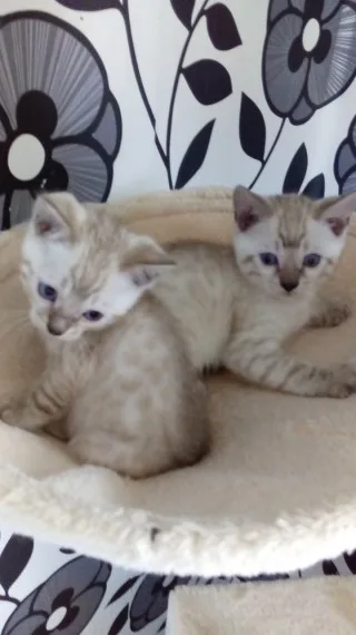 Exceptional bengal baby girl now reserve