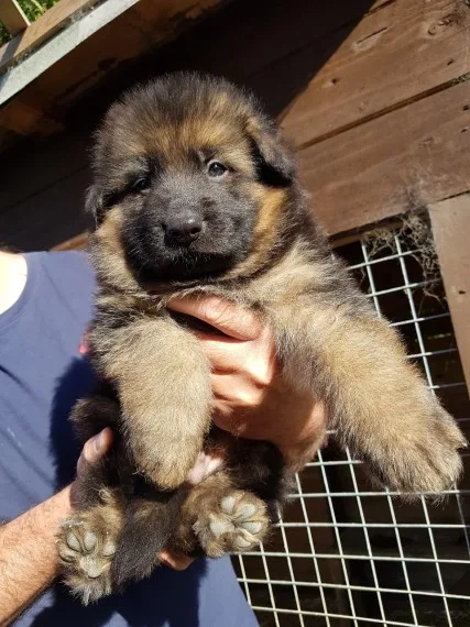 Stunning gsdxdutch shepard female puppy 