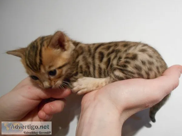Exceptional bengal baby girl now reserve