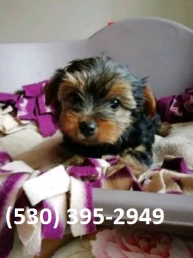 Gvfrt beautiful yorkie puppies available