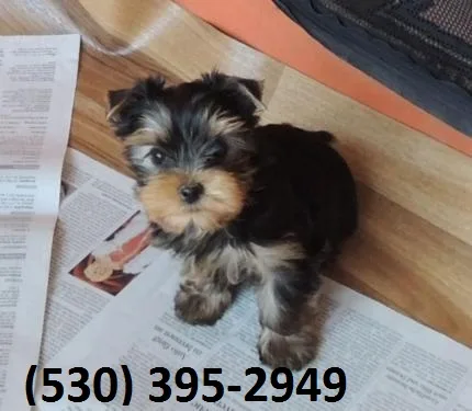 Gtyji beautiful yorkie puppies available