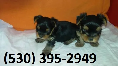 Cfrty beautiful yorkie puppies available