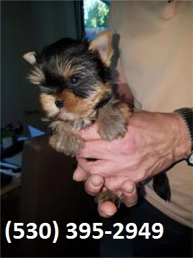 Aqwer beautiful yorkie puppies available