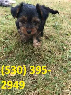 Azqwe beautiful yorkie puppies available