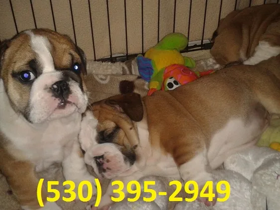 Frweaf lovable english bulldog puppies
