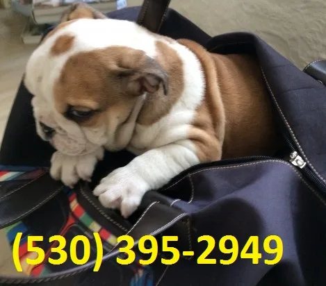 Qawsdg english bulldog puppies ready now