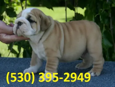 Zaquik english bulldog puppies ready now