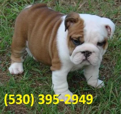 Rfgi exceptional english bulldog puppies