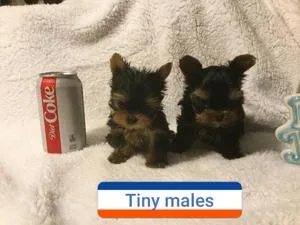 Healthful reg yorkshire terrier puppies 