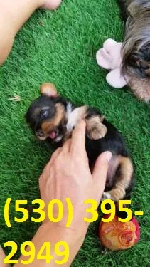 Yuikl terrier yorkie puppies ready now