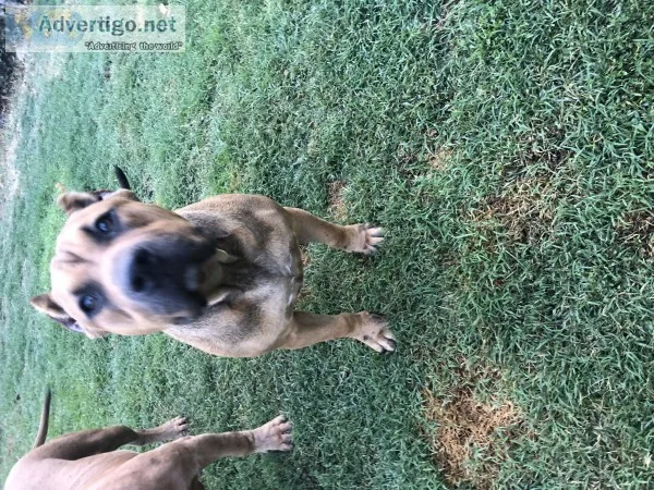 Americans bullyz puppies 