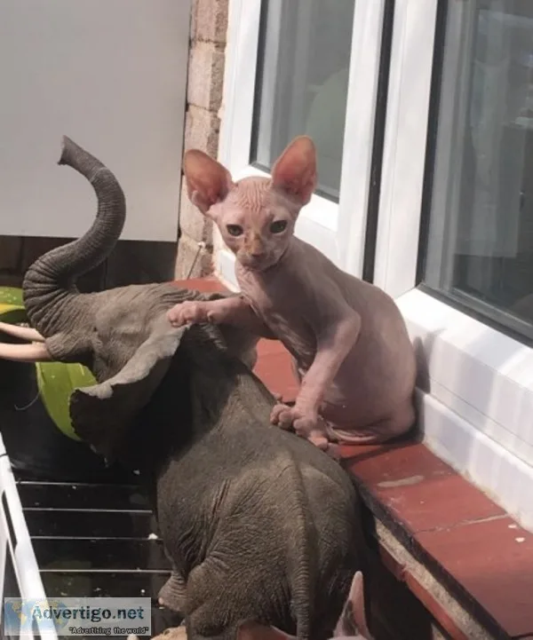 Beautiful don sphynx kitten left