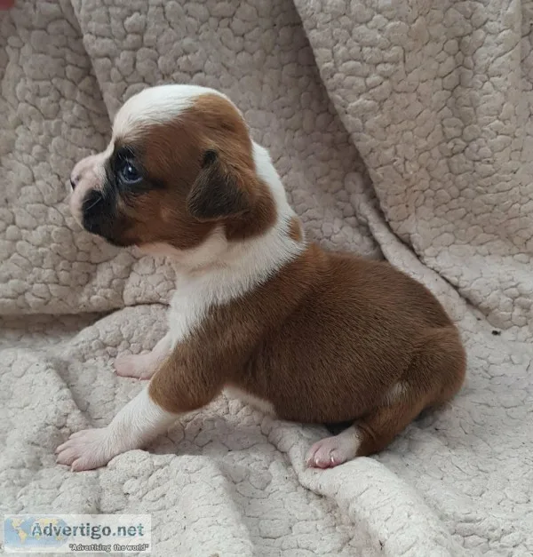 Beautiful kc boxer puppies bobtails and 